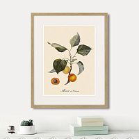 картина: juicy fruit lithography №2, 1870г. в Новосибирске