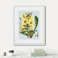 картина: himalaya plants yellow flower, 1869г. в Новосибирске