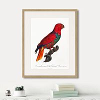 картина: beautiful parrots №9, 1872г. в Новосибирске