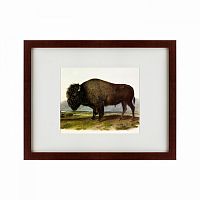 картина: american bison, 1845 в Новосибирске