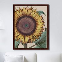 картина: large sunflower (flos solis maior), 1713г. в Новосибирске