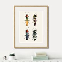 картина: assorted beetles №5, 1735г. в Новосибирске