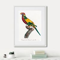 картина: beautiful parrots №7, 1872г. в Новосибирске