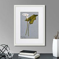 картина: arum lily, 1899г. в Новосибирске