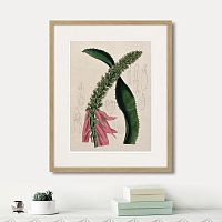 картина: exotic plants of the world №2, 1815г. в Новосибирске