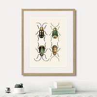 картина: assorted beetles №8, 1735г. в Новосибирске