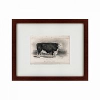 картина: a hereford bull, 1849 в Новосибирске