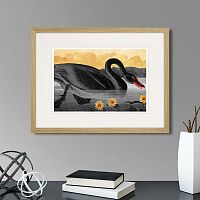 картина: common american swan (black), 1838г. в Новосибирске