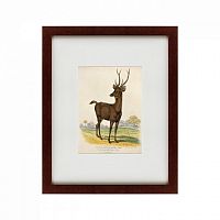 картина: a rusa deer, 1830 в Новосибирске