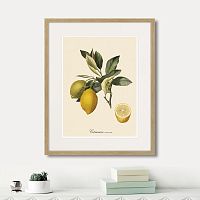 картина: juicy fruit lithography №3, 1870г. в Новосибирске