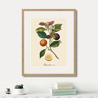 картина: juicy fruit lithography №11, 1870г. в Новосибирске