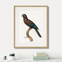 картина: beautiful parrots №10, 1872г. в Новосибирске