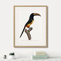 картина: beautiful toucans №4, 1806г. в Новосибирске