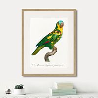 картина: beautiful parrots №11, 1872г. в Новосибирске