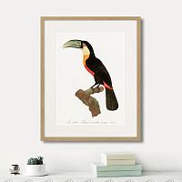 картина: beautiful toucans №1, 1806г. в Новосибирске