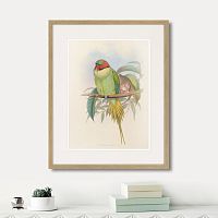 картина: bonaparte's parakeet, 1850г. в Новосибирске