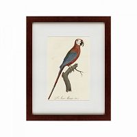 картина: ara macao (scarlet macaw), 1801 в Новосибирске