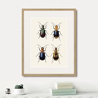 картина: assorted beetles №4, 1735г. в Новосибирске