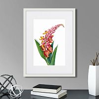 картина: caribian flora pink alpinia, 1740г. в Новосибирске