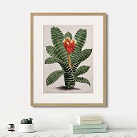 картина: exotic plants of the world №8, 1815г. в Новосибирске