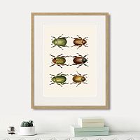 картина: assorted beetles №11, 1735г. в Новосибирске