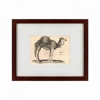 картина: arabian camel, 1809 в Новосибирске