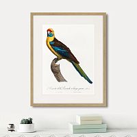 картина: beautiful parrots №12, 1872г. в Новосибирске