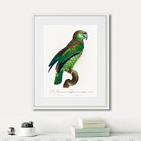 картина: beautiful parrots №4, 1872г. в Новосибирске