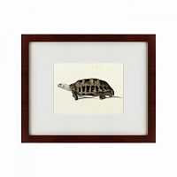 картина: a hand-painted illustration of an elongated tortoise, 1873 в Новосибирске