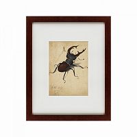 картина: stag beetle, 1505 в Новосибирске