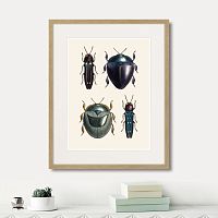 картина: assorted beetles №1, 1735г. в Новосибирске