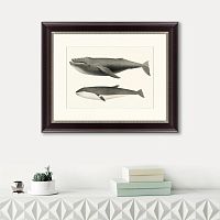 картина: humpback whale (megaptera versabilis), 1859 в Новосибирске