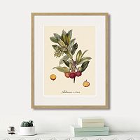 картина: juicy fruit lithography №4, 1870г. в Новосибирске