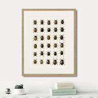 картина: assorted beetles №2, 1735г. в Новосибирске