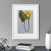 картина: yellow arum lily, 1899г. в Новосибирске