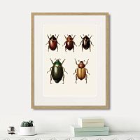 картина: assorted beetles №7, 1735г. в Новосибирске