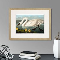 картина: common american swan (white), 1838г. в Новосибирске