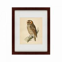 картина: brown owl, 1760 в Новосибирске