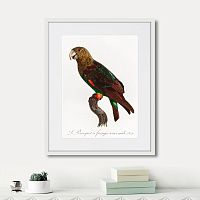 картина: beautiful parrots №3, 1872г. в Новосибирске