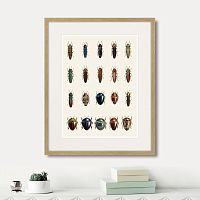 картина: assorted beetles №3, 1735г. в Новосибирске