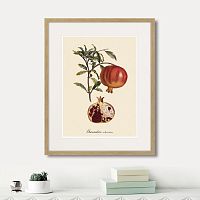 картина: juicy fruit lithography №7, 1870г. в Новосибирске