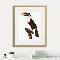 картина: beautiful toucans №2, 1806г. в Новосибирске