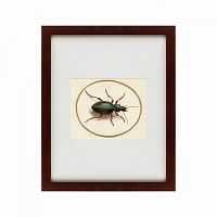 картина: beetle, 1700 в Новосибирске