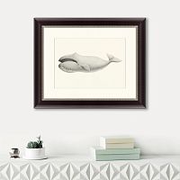 картина: bowhead whale (balaena mysticetus), 1856 в Новосибирске