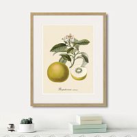 картина: juicy fruit lithography №10, 1870г. в Новосибирске