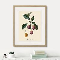 картина: juicy fruit lithography №9, 1870г. в Новосибирске